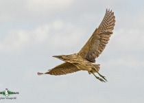 Eurasian Bittern