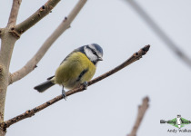 Eurasian Blue Tit