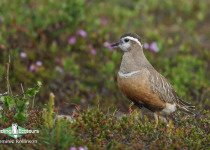 Eurasian Dotterel