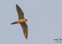 Eurasian Hobby