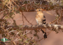 Eurasian Hoopoe