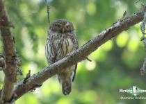 Eurasian Pygmy Owl
