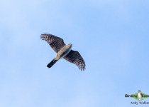 Eurasian Sparrowhawk