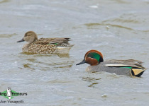 Eurasian Teal