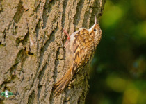 Eurasian treecreeper