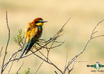 European Bee-eater