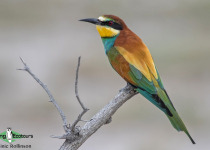 European Bee-eater