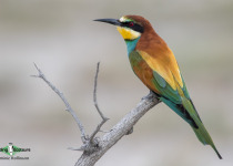 European Bee-eater