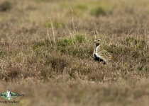 European Golden Plover