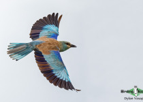 European Roller