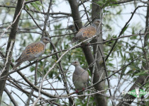 European Turtle Dove