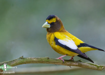 Evening Grosbeak