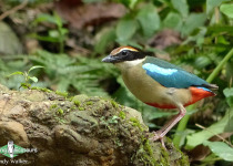 Fairy Pitta