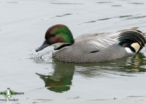 Falcated Duck
