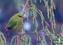 Fire-tailed Myzornis