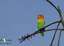 Fischer's Lovebird