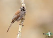 Five-striped Sparrow