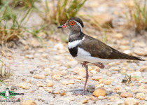 Forbes's Plover