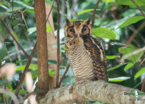 Fraser's Eagle-Owl