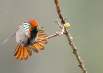 Frilled Coquette