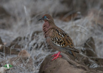 Galápagos Dove