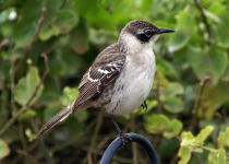 Galapagos Mockingbird