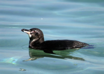 Galapagos penguin