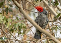 Gang-gang Cockatoo