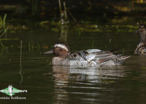Garganey
