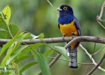 Gartered Trogon
