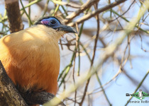 Giant Coua
