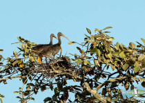 Giant Ibis