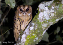 Giant Scops Owl