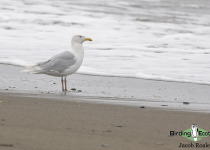Glaucous Gull