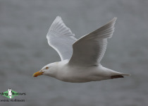 Glaucous Gull