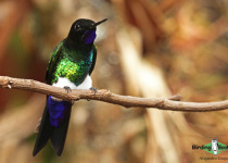 Glowing Puffleg