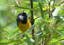 Golden-breasted Fulvetta