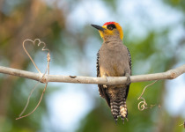 Golden-cheeked Woodpecker