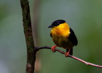 Golden-collared Manakin