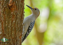Golden-fronted Woodpecker
