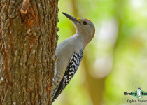 Golden-fronted Woodpecker