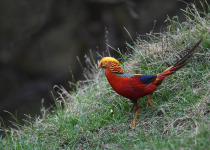 Golden Pheasant