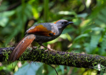Golden-winged laughingthrush