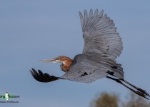 Goliath Heron