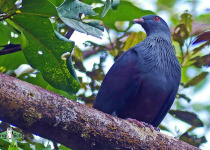 Goliath Imperial Pigeon