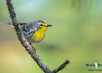 Grace's warbler