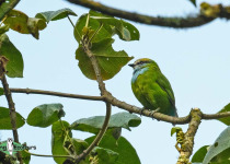 Grauer's Broadbill