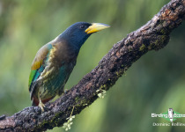 Great Barbet