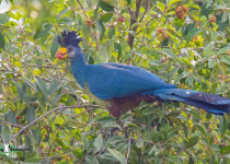 Great Blue Turaco