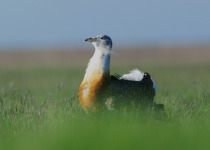 Great Bustard